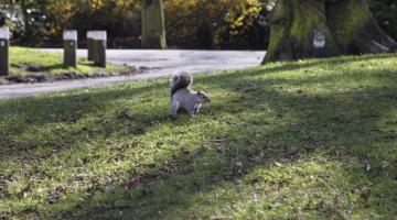 Squirrel in park on greenery