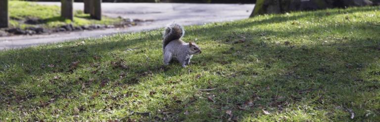 Squirrel in park on greenery